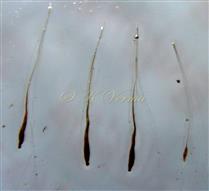  Female flowers (stipes fallen)
